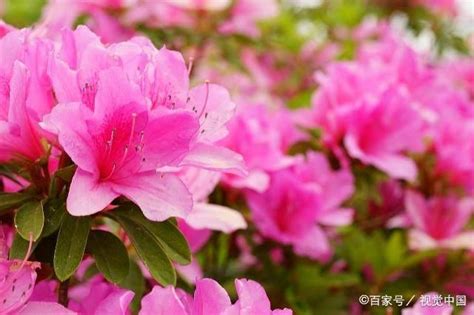 家裡種杜鵑花好嗎|杜鵑花室內種植秘笈